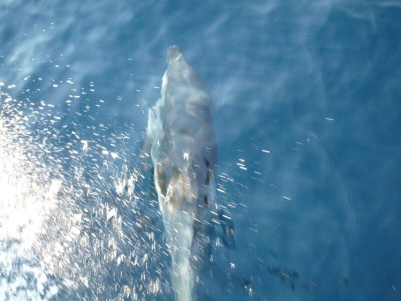 From Paros: Private Sailing Cruise with Lunch and Snorkeling - Pacing and Flexibility: A Well-Balanced Day on the Sea