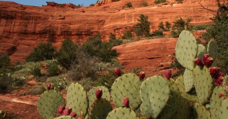 From Phoenix: Full-Day Sedona Small-Group Tour - Visiting Native American Ruins: Tuzigoot or Montezuma Castle