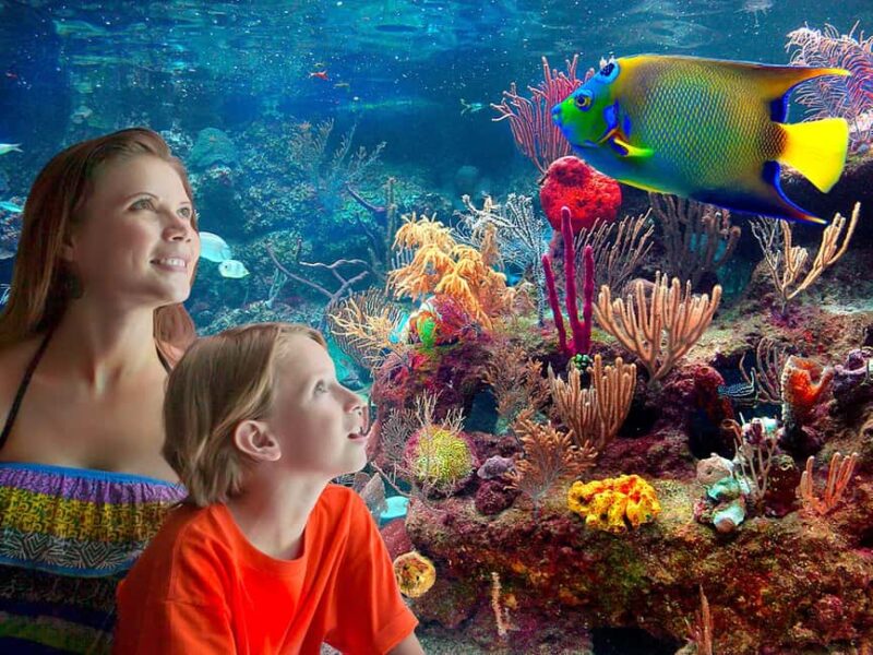 From Playa del Carmen: Complete Combo to Xcaret Park! - The Experience at Xcaret Park’s Natural Pools and Beaches