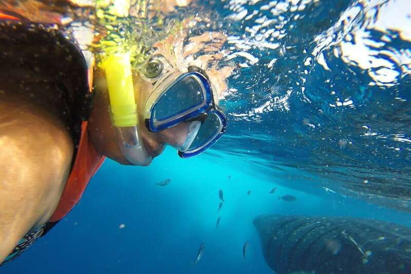 From Playa del Carmen: Whale Shark Tour - Exciting Whale Shark Snorkeling with All-Inclusive Comfort for $195