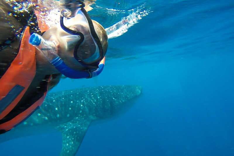From Playa del Carmen: Whale Shark Tour - Lunch at Isla Mujeres’ Playa Norte
