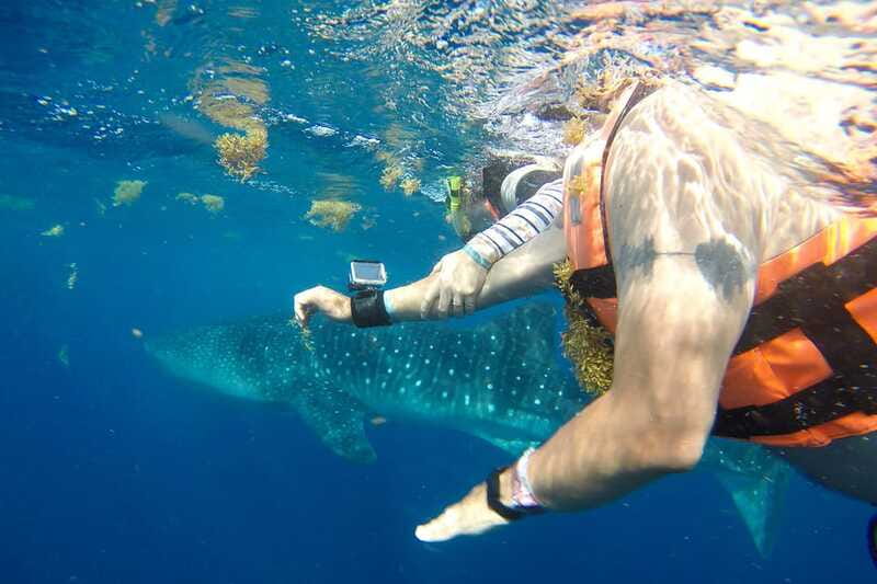From Playa del Carmen: Whale Shark Tour - Included and Extra Costs