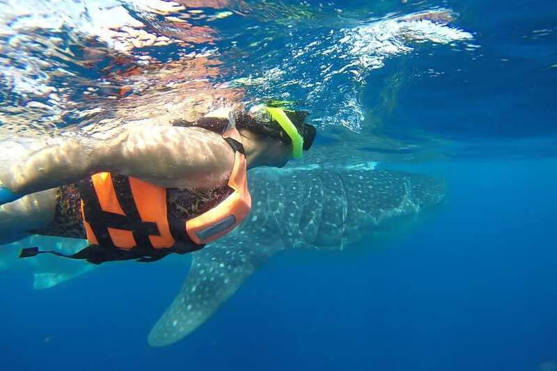 From Playa del Carmen: Whale Shark Tour - Experience Quality and Guide Expertise
