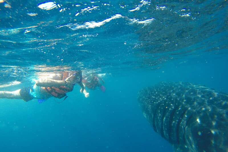 From Playa del Carmen: Whale Shark Tour - Practical Tips for Participants