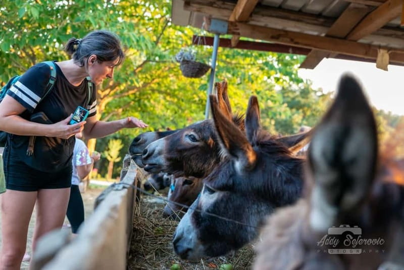From Podgorica: Donkey Farm Visit - From Podgorica: Donkey Farm Visit – A Heartwarming Animal Experience in Montenegro