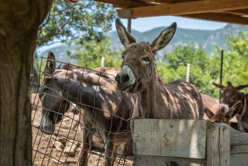 From Podgorica: Donkey Farm Visit - The Donkey Sanctuary: A Rescue and Healing Center