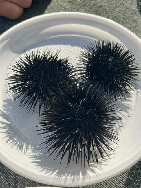 From Podgorica: Transfer to Budva and Boat Trip to St Stefan - Frequently Asked Questions