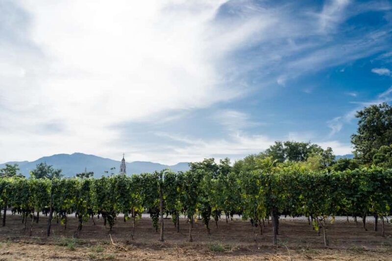From Pompeii: Mount Vesuvius Wine Tasting and Lunch - Exploring the Vineyards on Mount Vesuvius