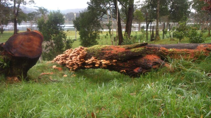 From Ponta Delgada: Furnas Lake Shore 4x4 Guided Day Trip - Scenic Stops at Caloura and Furnas Viewpoints