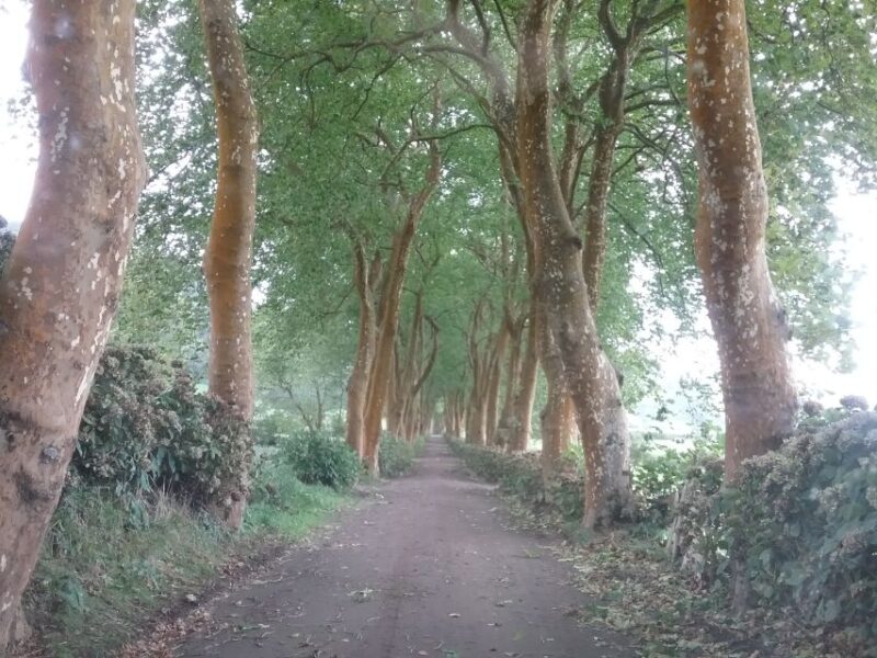 From Ponta Delgada: Nordeste 4x4 Guided Day Trip & Lunch - Exploring the Northeast Countryside in a 4x4