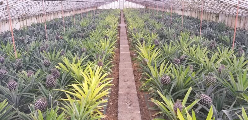 From Ponta Delgada: Sete Cidades Lakes & Fire Lake Day Tour - Explore the Iconic Sete Cidades Lakes of Portugals Azores