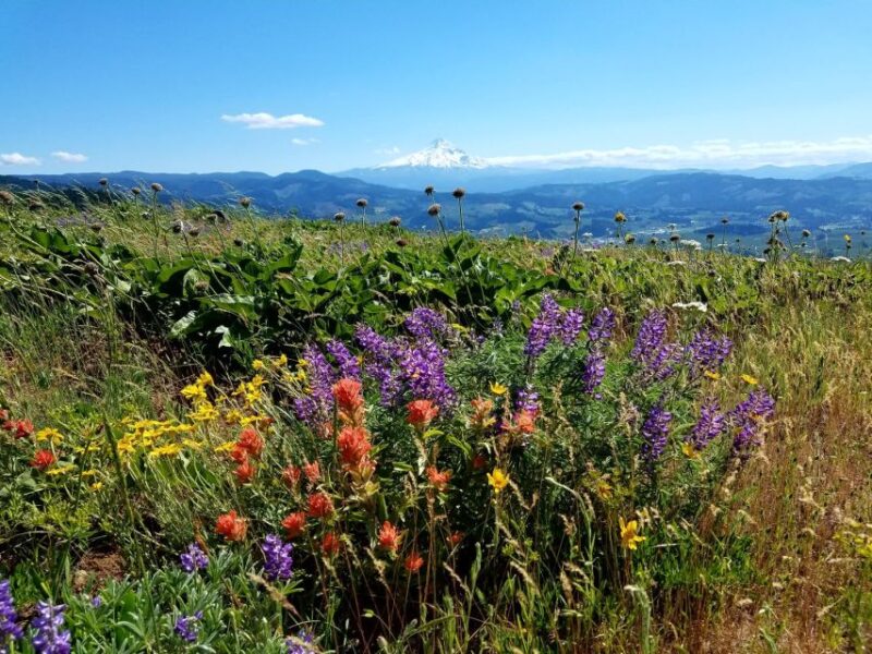 From Portland: Full Day Gorge Waterfalls & Mt. Hood Tour - Logistics and Booking Flexibility