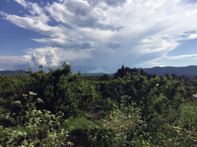 From Portland: Mt Hood, Hood River Valley and Columbia Gorge - Panoramic Views from a Gorge Viewpoint