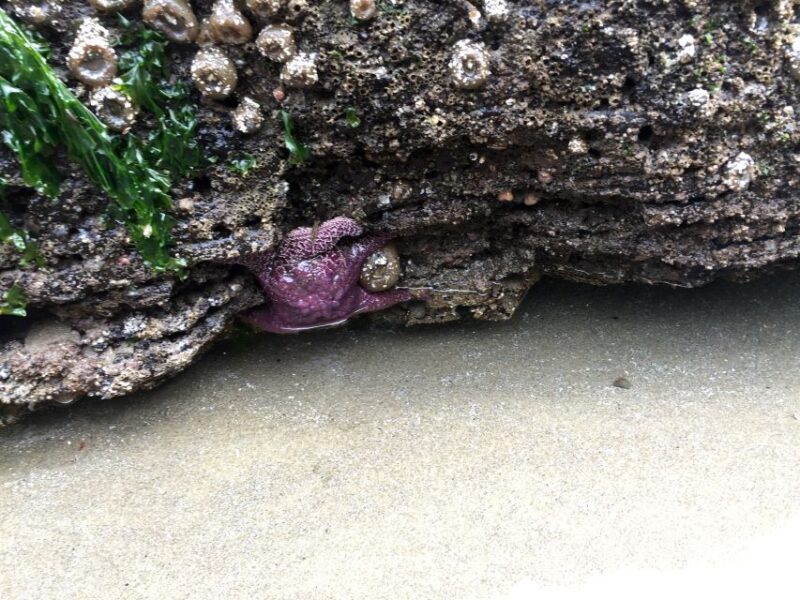 From Portland: Oregon Coast Day Trip Cannon Beach Area - Oregon Coast Scenic Views and Iconic Sea Stacks