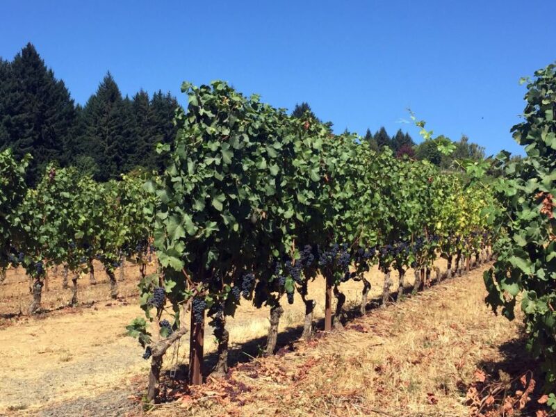 From Portland: Willamette Valley Wine & Whisky - The guides role: expert insights into Oregon’s wine and geology