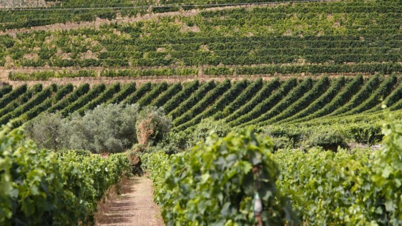 From Porto: 2 Wine Regions, Farm Lunch, and Boat Ride - Practical Details and Customer Experience