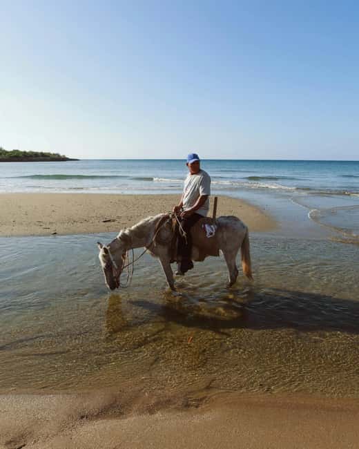 From Porto: Beach Horseback Ride + Hotel Pick-Up - Scenic Ride through Forest Trails and Coastal Beaches