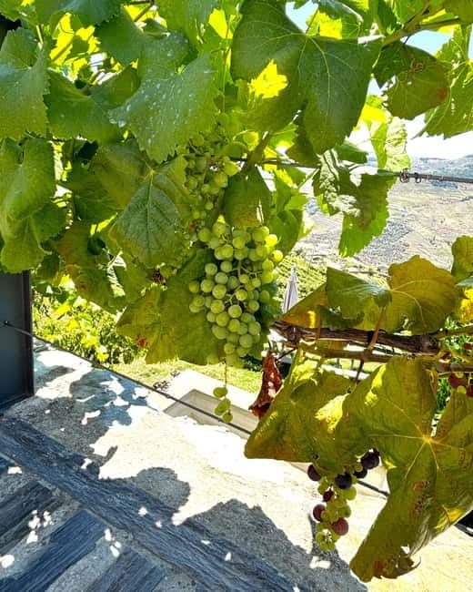 From Porto: Douro Valley Private Tour w/ 3 Wineries & Lunch - Enjoying a Gourmet Lunch with Breathtaking Views