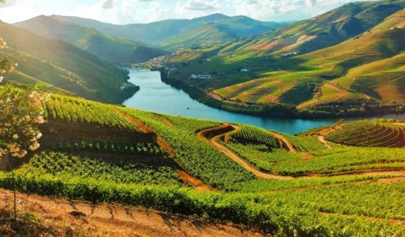From Porto: Douro Valley Tour - Explore the Douro Valley’s Cultural Landscape from Porto