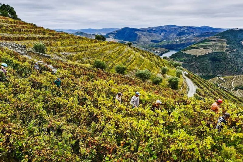 From Porto: Douro Valley with Wineries, Lunch and Boat Trip - Return Journey with Expert Guides