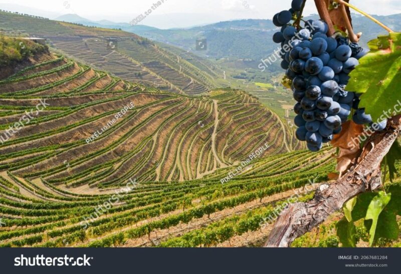 From Porto: Full-Day Douro Historical Tour - Exploring the Douro Valley’s Vineyards and Roman Sites