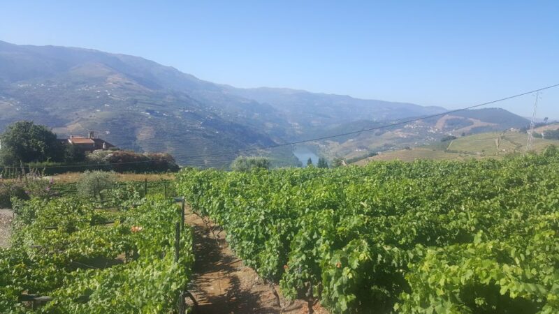 From Porto: Private Douro Valley Tour with Booking Service - Discovering the Regions Wine Cellars and Local Flavors