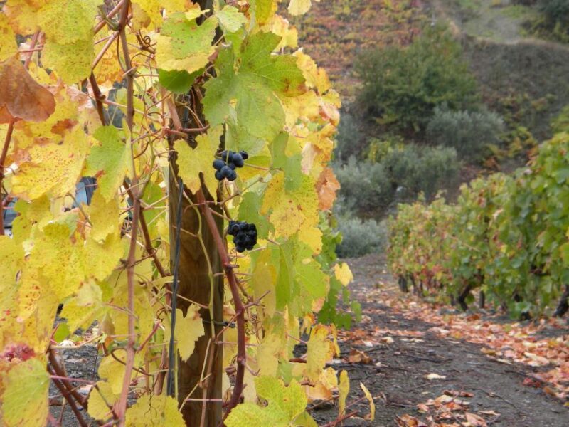 From Porto: Private Douro Valley Tour with Booking Service - Optional Boat Ride on the Douro River