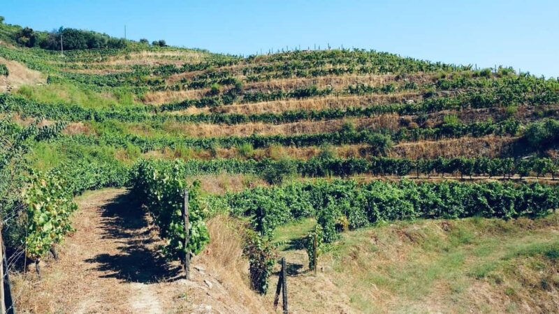 From Porto - private experience to Niepoort - Walking Through Douros Vineyards in a Familiar Setting