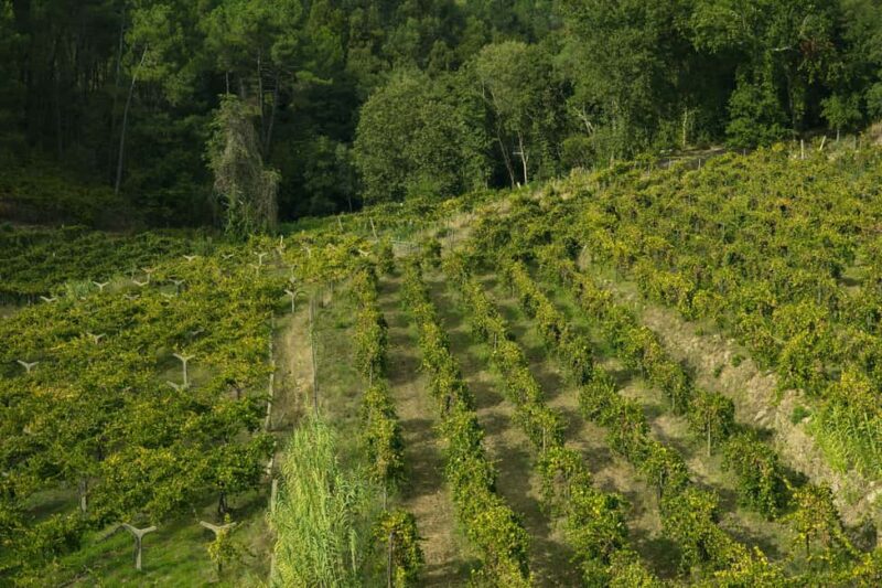 From Porto: Private Vinho Verde wine tour with tasting, lunch, and palace visit. - Exploring Melgaço: The Heart of Vinho Verde