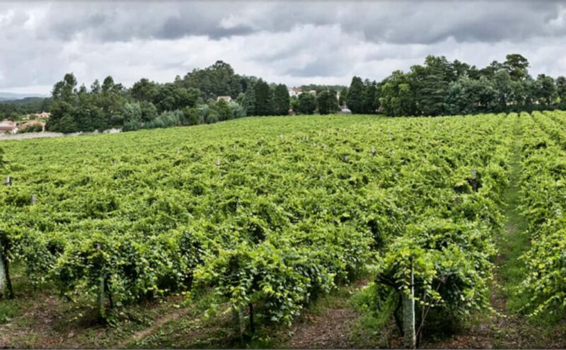 From Porto: Private Vinho Verde wine tour with tasting, lunch, and palace visit. - Second Winery Visit and Award-Winning Wines