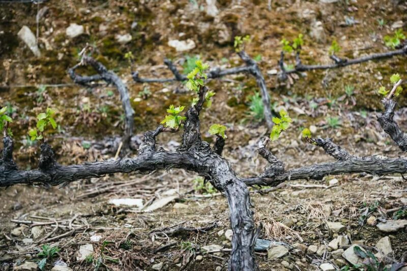 From Porto: Small Group Douro Valley Tour with Wine & Cruise - Practical Details and Booking Tips