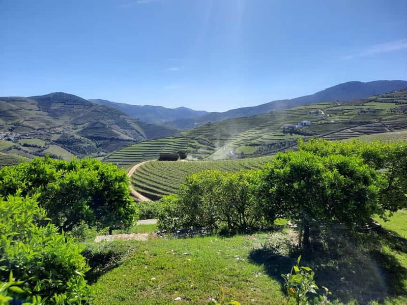 From Porto: small-group guided tour of the Douro Valley and Gerês - Scenic Drive and Vineyards in the Douro Valley