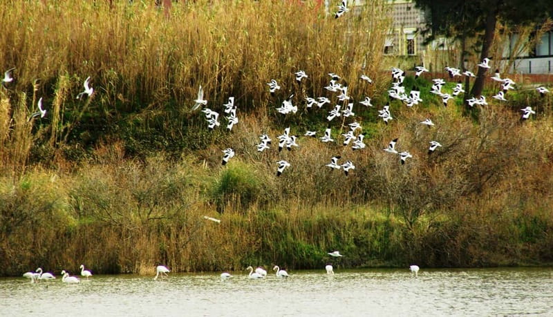 From Porto to Aveiro: Cruise, Aves, Salinas, Costa Nova, and Vista Alegre - Key Points