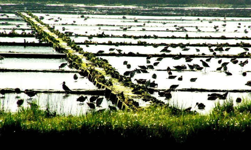 From Porto to Aveiro: Cruise, Aves, Salinas, Costa Nova, and Vista Alegre - Bird Watching in the Salt Pans of Aveiro Lagoon