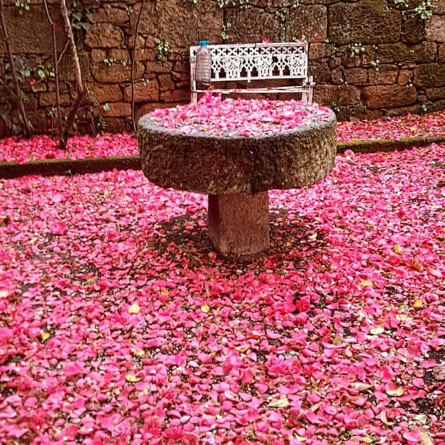 From Porto to Minho: Vinho Verde with Lunch and a Visit to 100% Organic Producers - Guided Tour with Multilingual Expertise