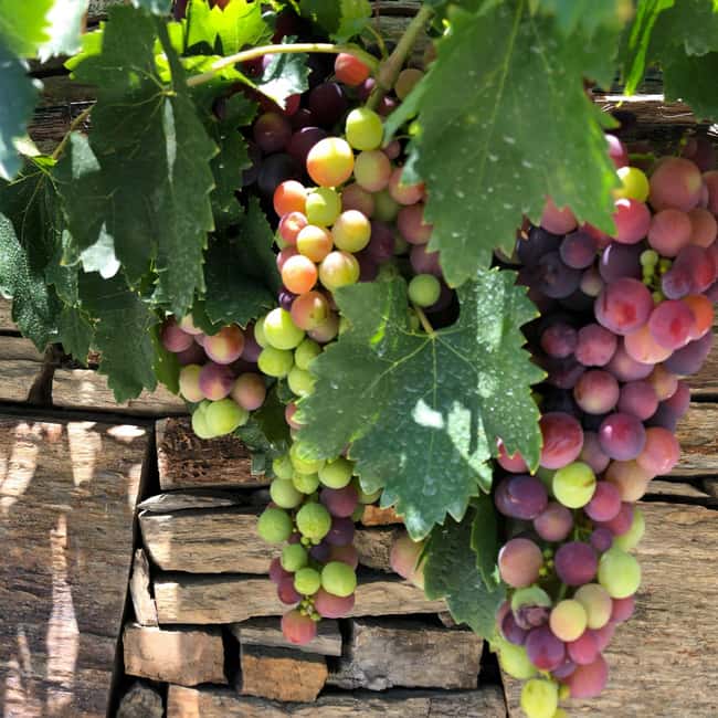 From Porto to Minho: Vinho Verde with Lunch and a Visit to 100% Organic Producers - Who Will Enjoy This Tour Most?