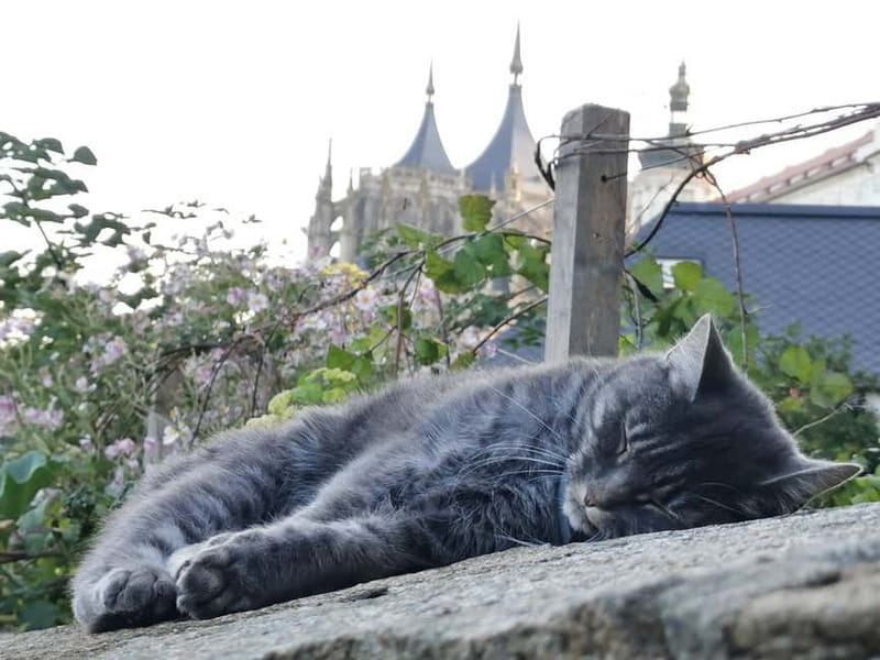 From Prague: Kutná Hora, Bone Church & Folk Museum Tour - Key Points