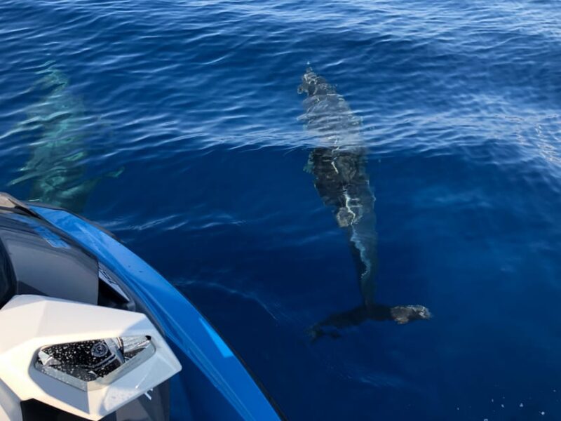 From Propriano, Jetski tour Cala d' Aguillia - 2 h - Starting Point at Jet 7 on Plage Mancinu
