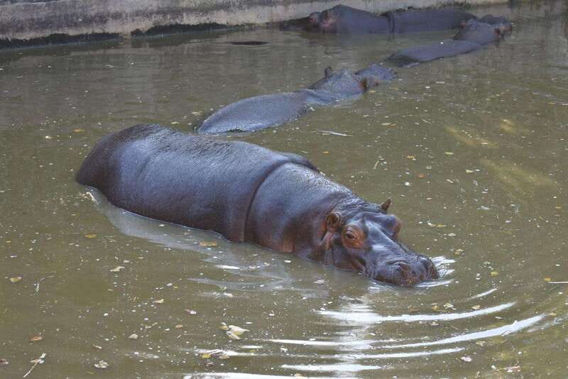 From Puebla: Africam Safari Private Tour all included - Discover Africam Safari: Pueblas Premier Wildlife Experience for $187