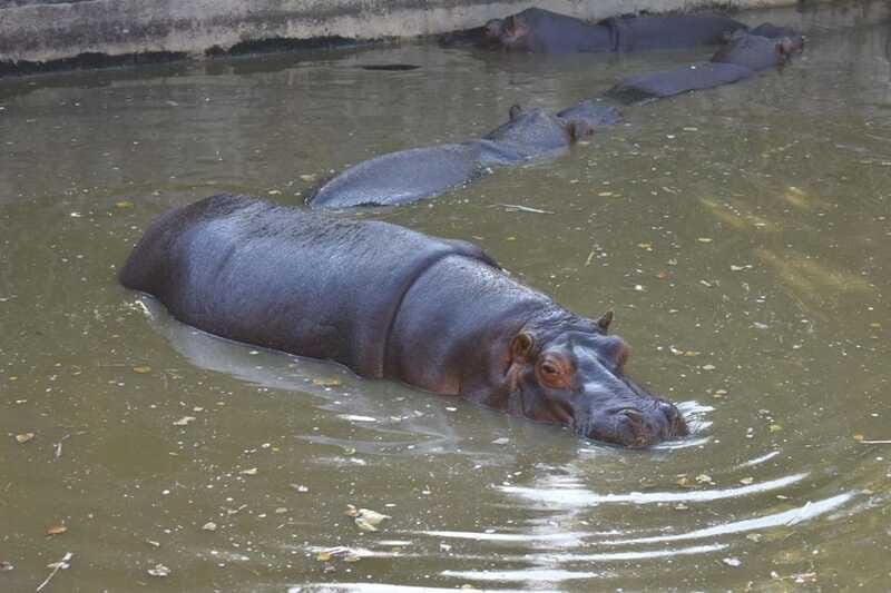 From Puebla: Africam Safari Private Tour all included - Why Choose This Private Safari Tour?