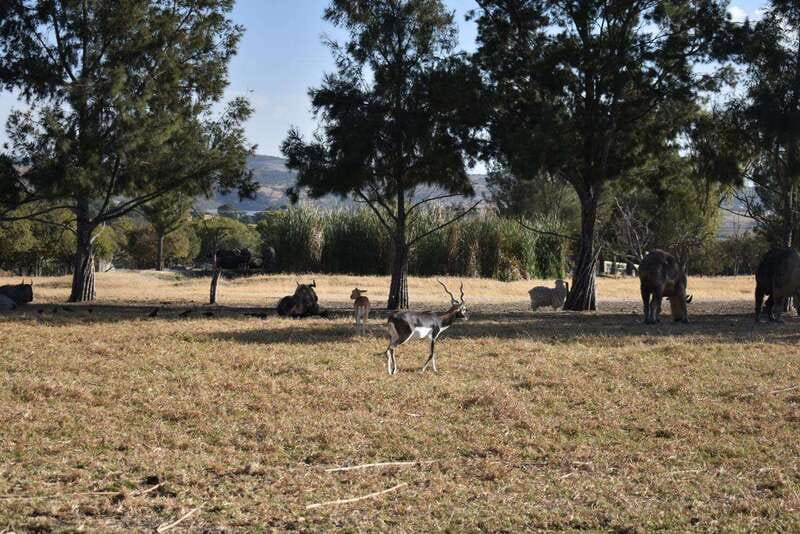 From Puebla: Africam Safari Private Tour all included - Africam Safari: A Well-Organized Wildlife Encounter Near Puebla