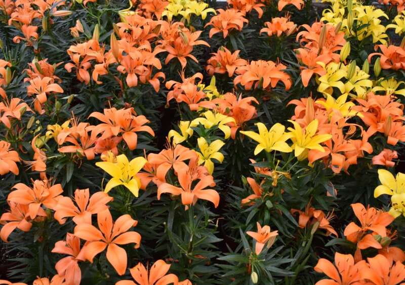 From Puebla: Atlixco & Atlimeyaya Private Tour all included - Who Will Appreciate This Private Experience?