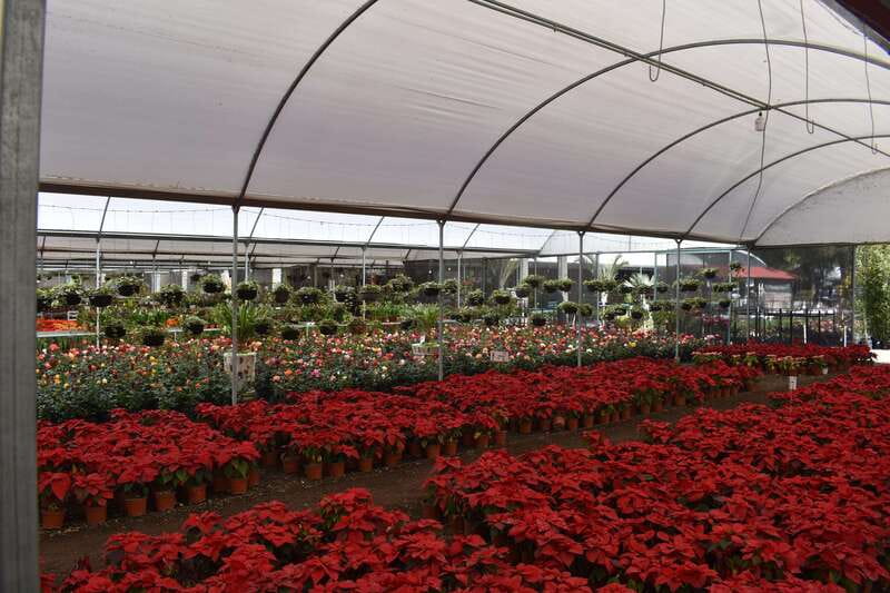 From Puebla: Cholula and Atlixco Private Tour all included - Discovering Atlixco’s Nurseries and Floral Diversity