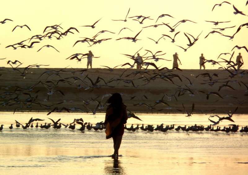 From Puerto Escondido: Birdwatching on a Boat - Key Points