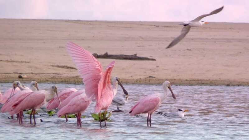 From Puerto Escondido: Birdwatching on a Boat - The End of the Lagoon and the View of Merging Waters