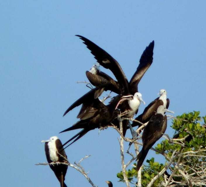 From Puerto Escondido: Birdwatching on a Boat - Guides and Educational Highlights