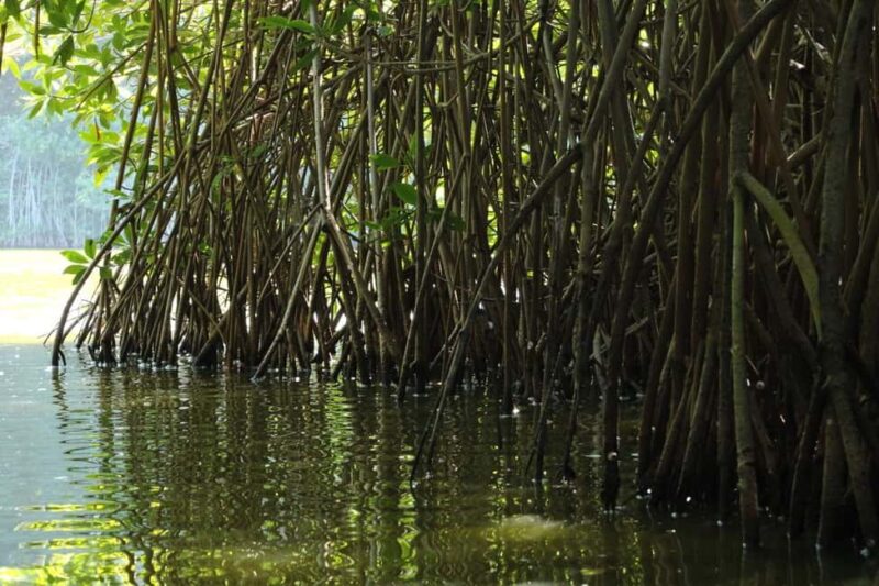 From Puerto Escondido: Day Trip to Chacahua National Park - Final Thoughts on the Chacahua National Park Day Trip