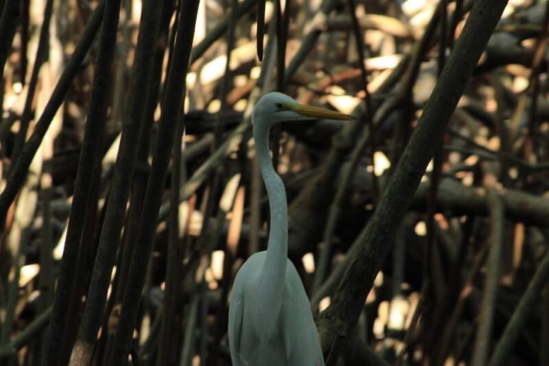 From Puerto Escondido: Day Trip to Chacahua National Park - Frequently Asked Questions