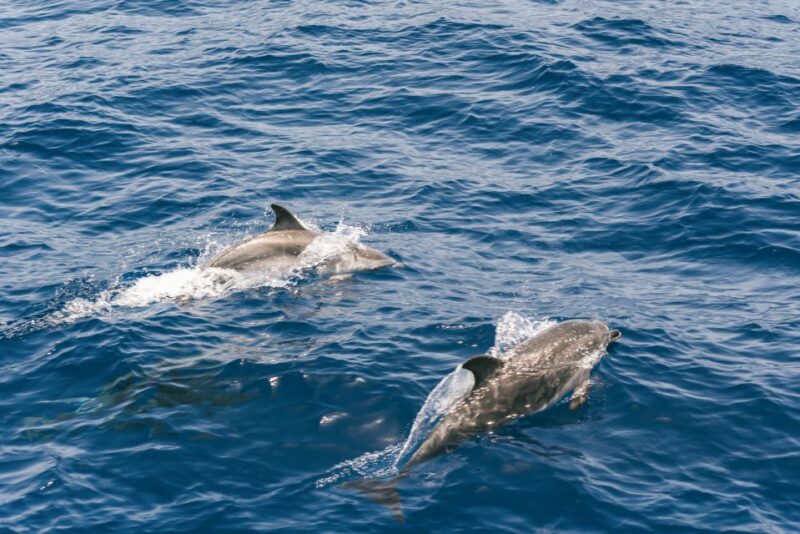 From Puerto Rico de Gran Canaria: Dolphin Watching Cruise - The Search for Dolphins and Other Marine Life