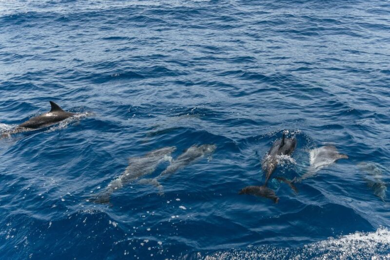 From Puerto Rico de Gran Canaria: Dolphin Watching Cruise - Dolphin Watching from Puerto Rico: Final Thoughts